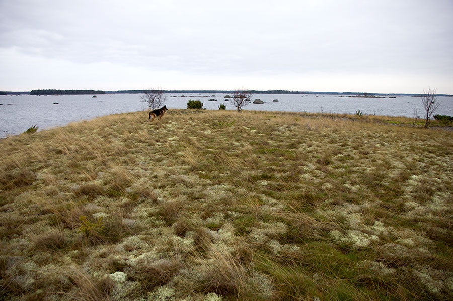 Itäniityn harava Itäniityn harava