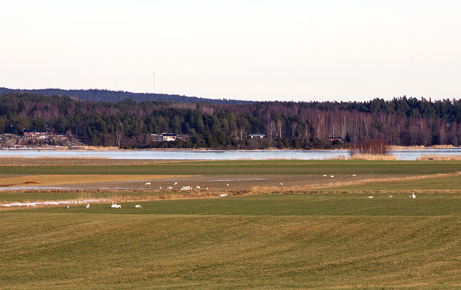 Saltvik, Haga, laulujoutsenia