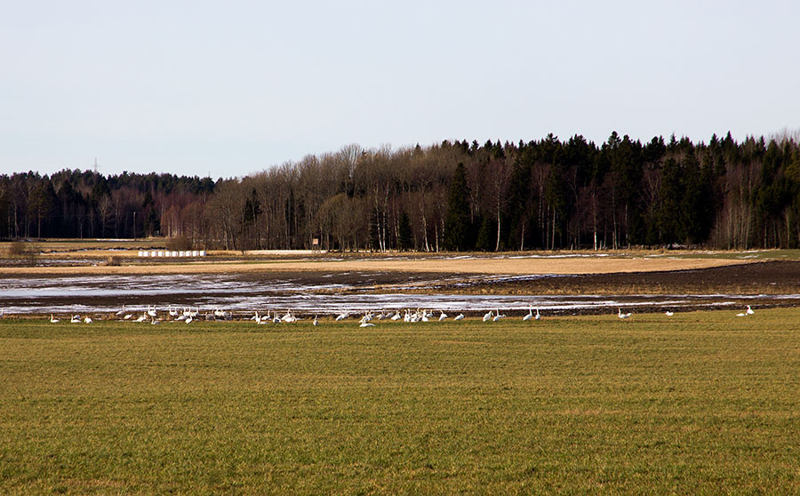 Jomala, Ingby, laulujoutsenia
