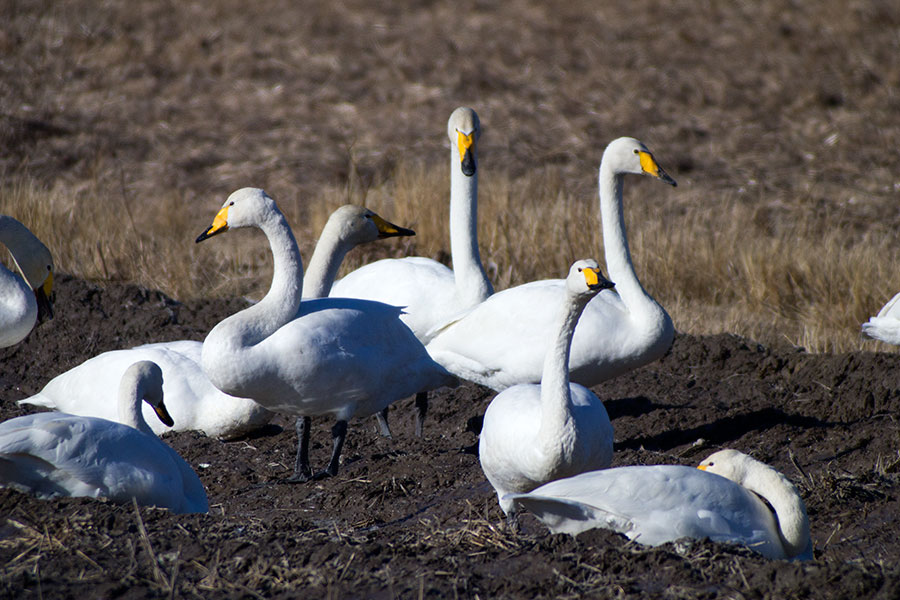 Laulujoutsenia Laulujoutsenia