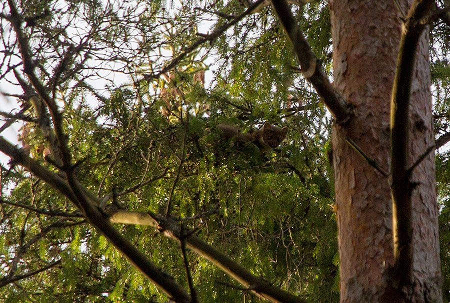 Näätä katsoo kohti Näätä katsoo kohti