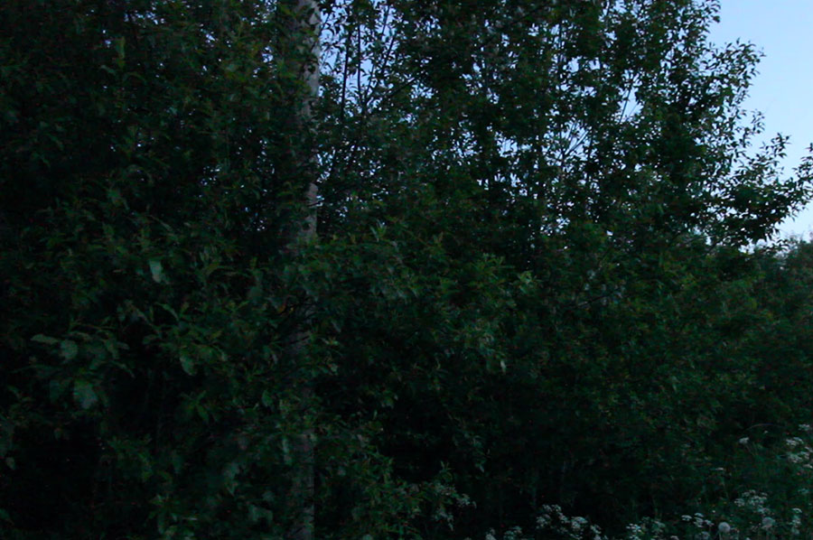 Megarin laulupuska Megarin laulupuska