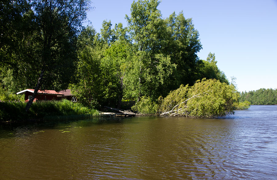 Fäärttinjuopa, koivu ja mökki Fäärttinjuopa, koivu ja mökki