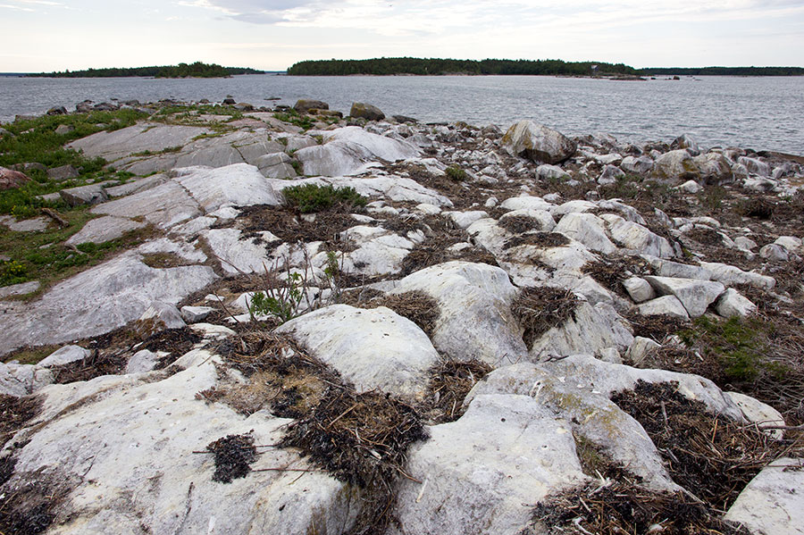 Tyhjät pesät Tyhjät pesät