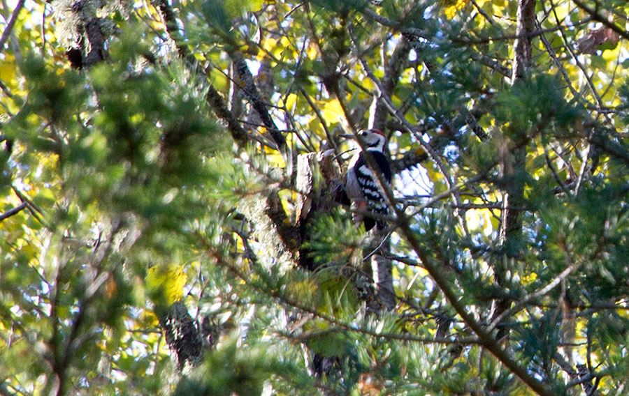 Valkoselkätikka, koiras? Valkoselkätikka, koiras?
