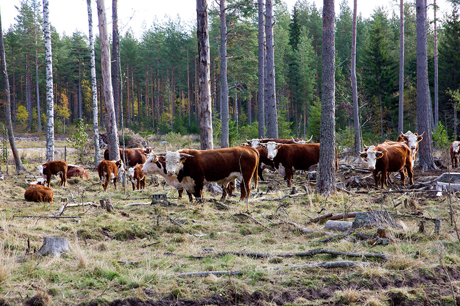Lihakarjaa