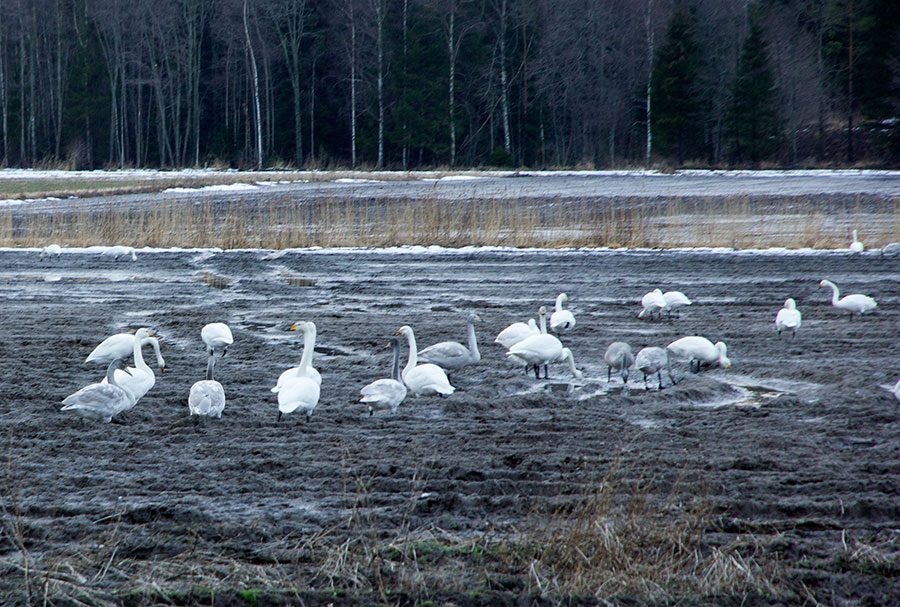 Laulujoutsenia pellolla Laulujoutsenia pellolla