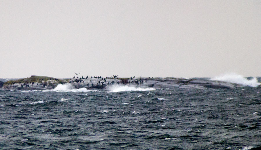 Merimetsoja luodolla Merimetsoja luodolla