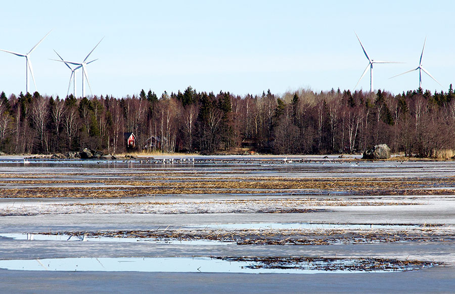 Puussan pohjoispuolen lintuja ja jäitä Puussan pohjoispuolen lintuja ja jäitä