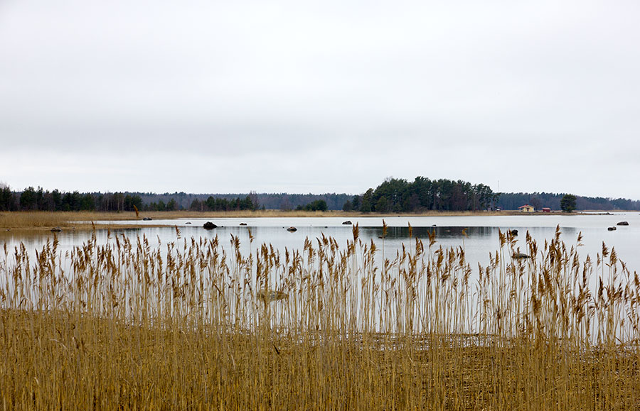 Kuningaskalastaja kivellä Kuningaskalastaja kivellä