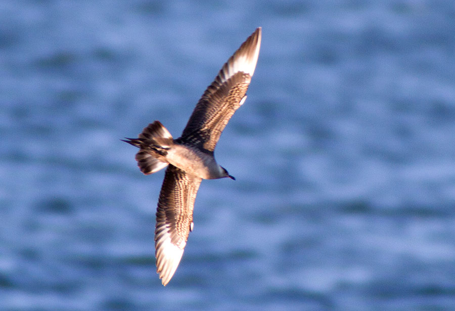Merikihu, esiaikuinen