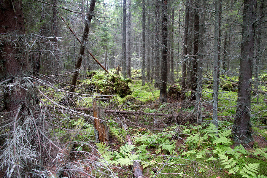 Iso-Enskerin metsää Iso-Enskerin metsää