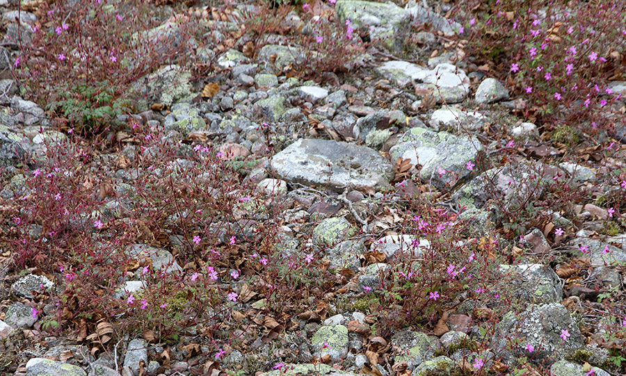 Kasvi sp. Kasvi sp.