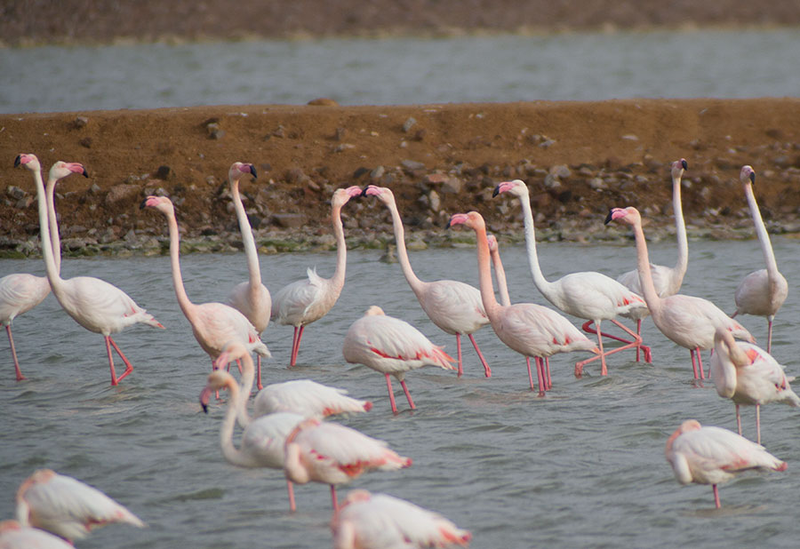 Flamingo, phorub Flamingo, phorub