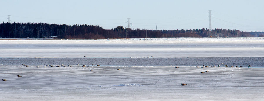 Reposaari: Lokit ja isokoskelot Reposaari: Lokit ja isokoskelot