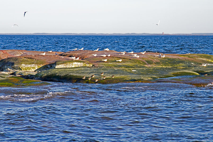 Lapintiira, merisirri, M�rrkallan