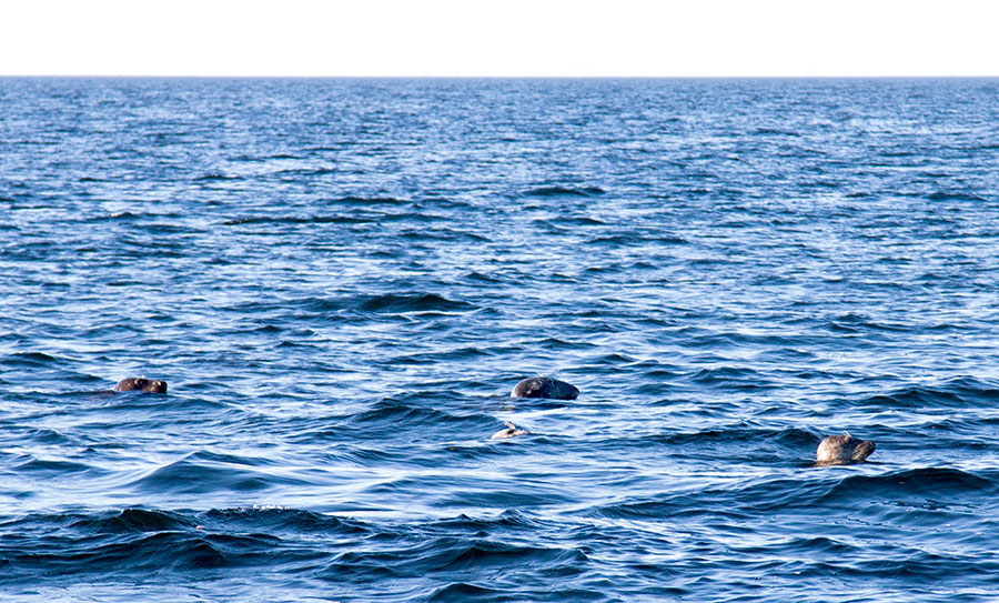 Halleja eli harmaahylkeit�