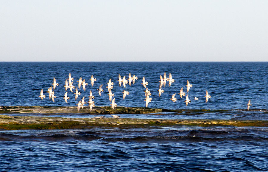 Merisirri ja suosirri, M�rrkallan