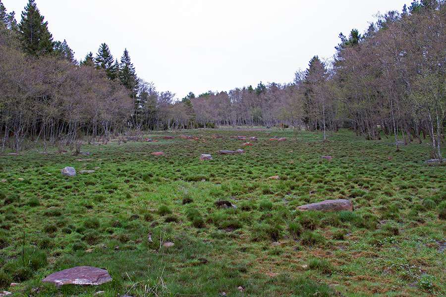 Metsälaidun Metsälaidun