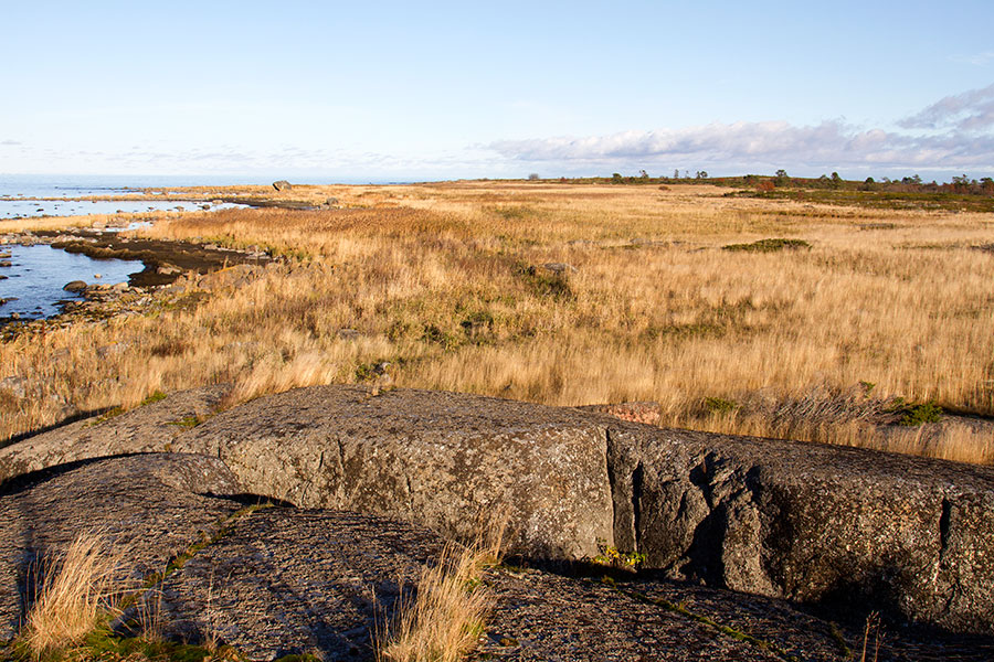 Östra Norrskär, pohjoisrannan heinikko ja ruovikko Östra Norrskär, pohjoisrannan heinikko ja ruovikko