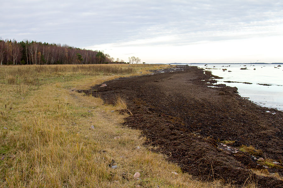 Hanhisto ja haurut