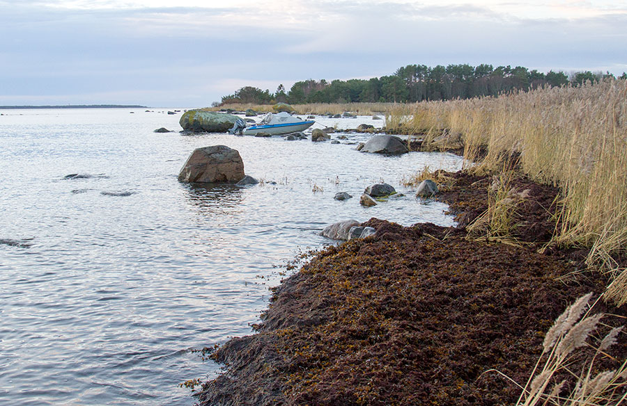 Buster, ranta ja vesi korkealla Buster, ranta ja vesi korkealla