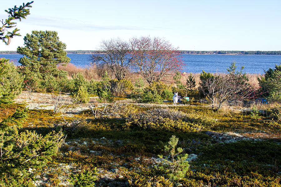 Pinkki eväsreipuilla Pinkki eväsreipuilla
