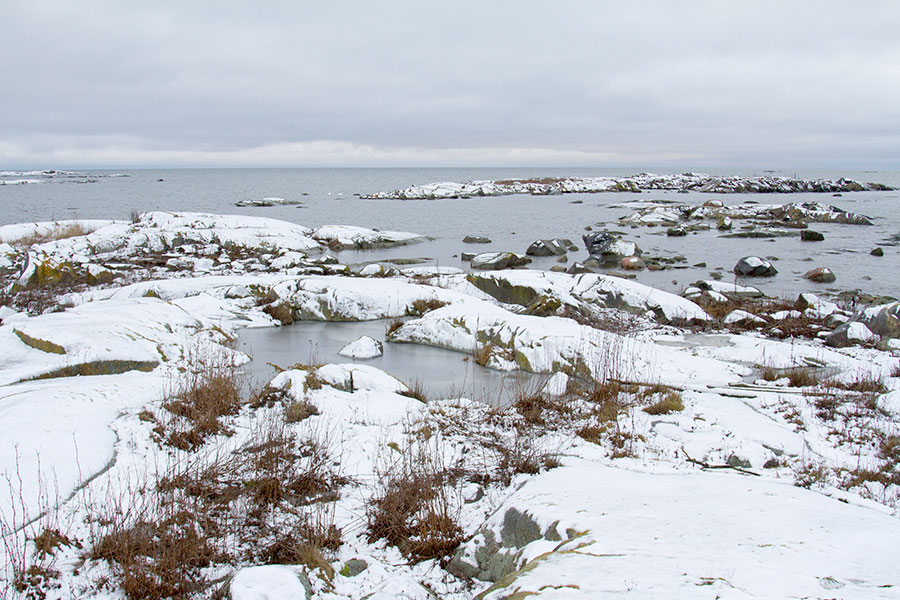 Turvakallio, Kamppari, kyhmyjoutsenet Turvakallio, Kamppari, kyhmyjoutsenet