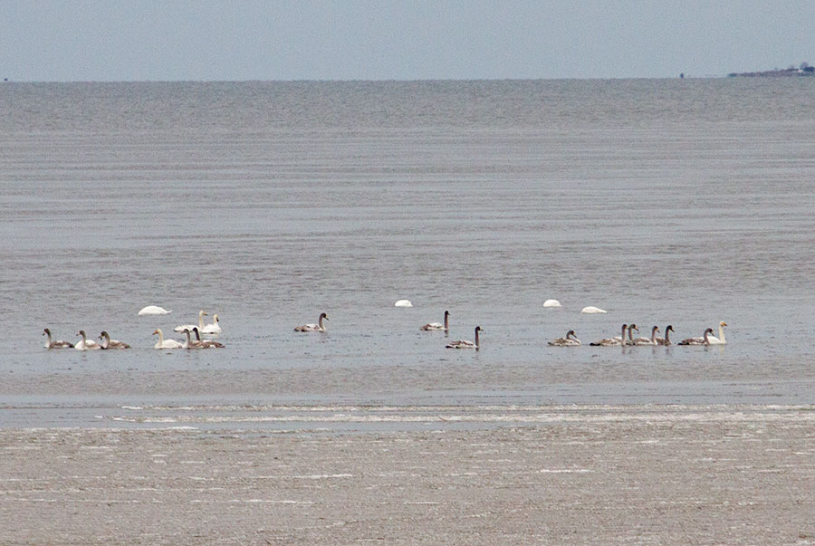 Laulujoutsenia Laulujoutsenia