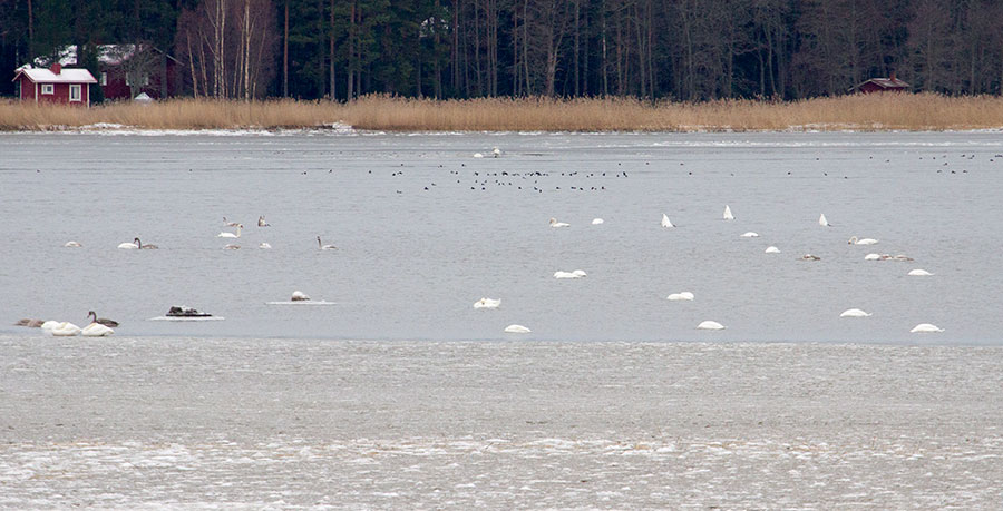 Joutsenia, telkkiä ja tukkasotkia Joutsenia, telkkiä ja tukkasotkia