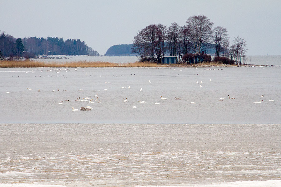 Joutsenia, kanadanhanhia, telkkiä ja tukkasotkia Joutsenia, kanadanhanhia, telkkiä ja tukkasotkia