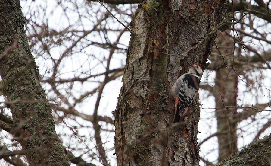 Valkoselkätikka, koiras Valkoselkätikka, koiras
