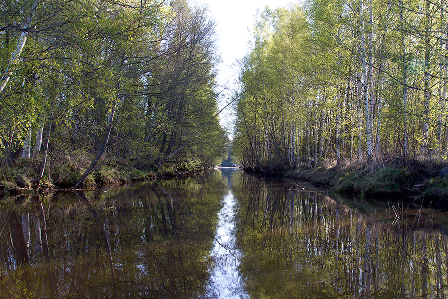 Kahaluodon uoma