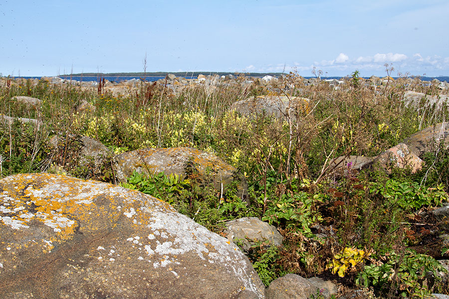 Ruderaatti