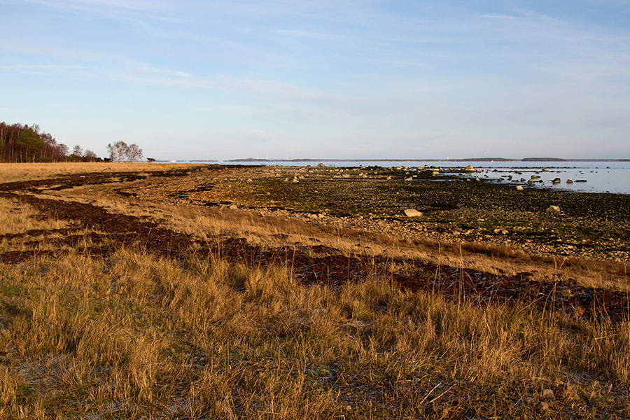 Haniston ranta ja haurut Haniston ranta ja haurut