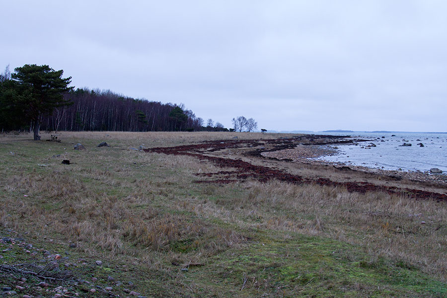 Haniston ranta ja haurut