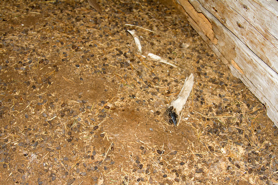 Muflonin koipi