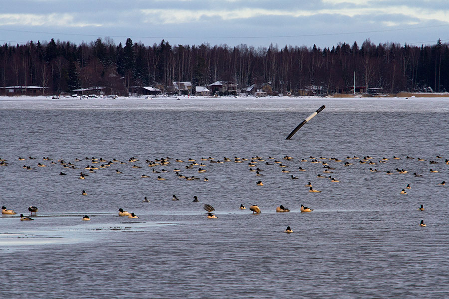 Isokoskelolautta
