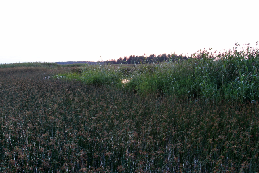 Ruokosirkkalinnun laulupaikka