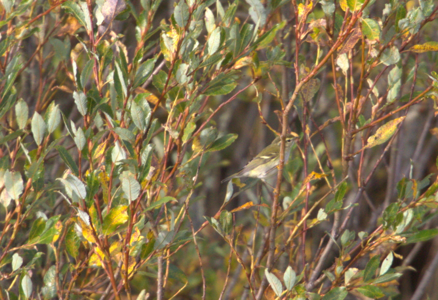 Taigauunilintu, Phylloscopus inornatus