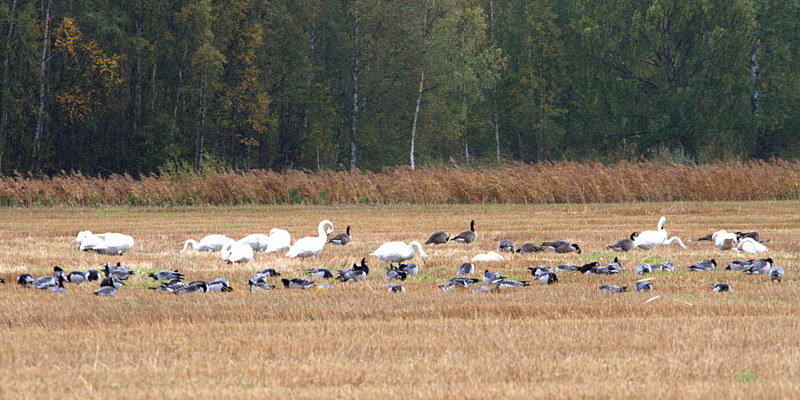 Hanhia ja joutsenia Hanhia ja joutsenia