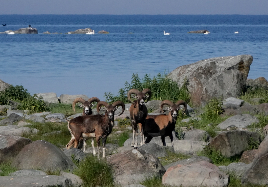 Mufloninaaras ja karitsa