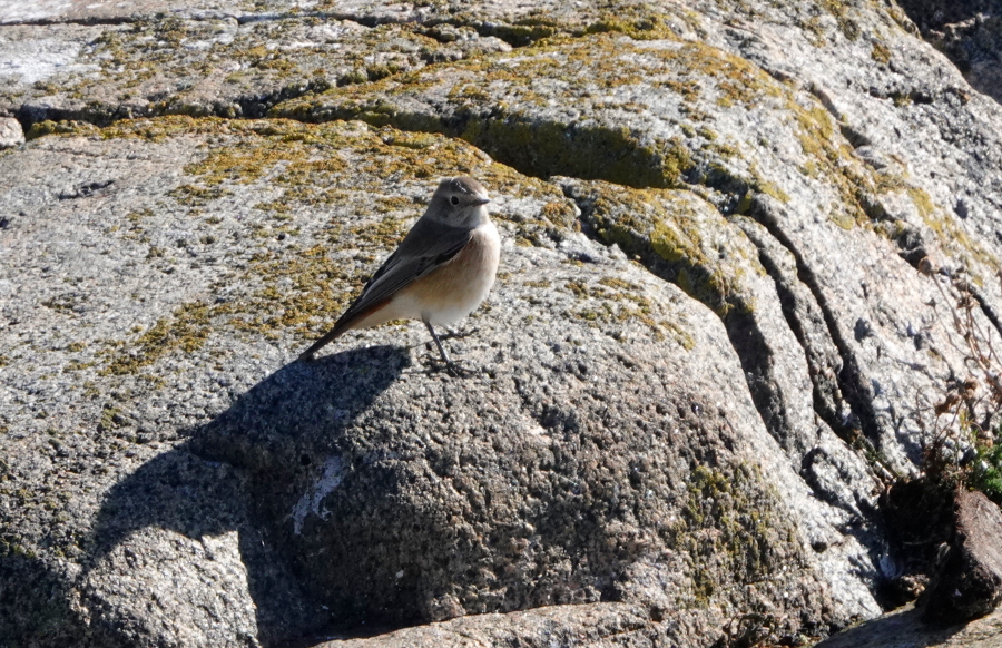 Leppälintu, nuori
koiras Leppälintu, nuori koiras