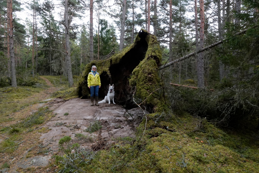 Kirkkoharju, LKKL ja Pinkki