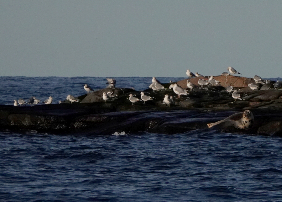 Harmaahylje
ja kalalokit Harmaahylje
ja kalalokit
