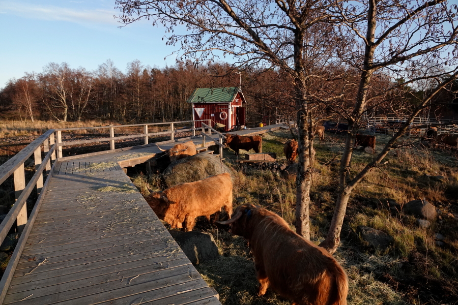 Ylämaankarja,
sonnit laiturilla Ylämaankarja, sonnit
laiturilla