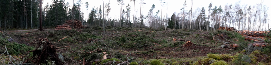 Kärjen hakkuu Kärjen hakkuu