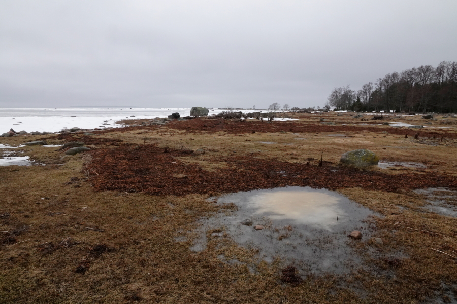 Niemen
                                etel�rannan niityt