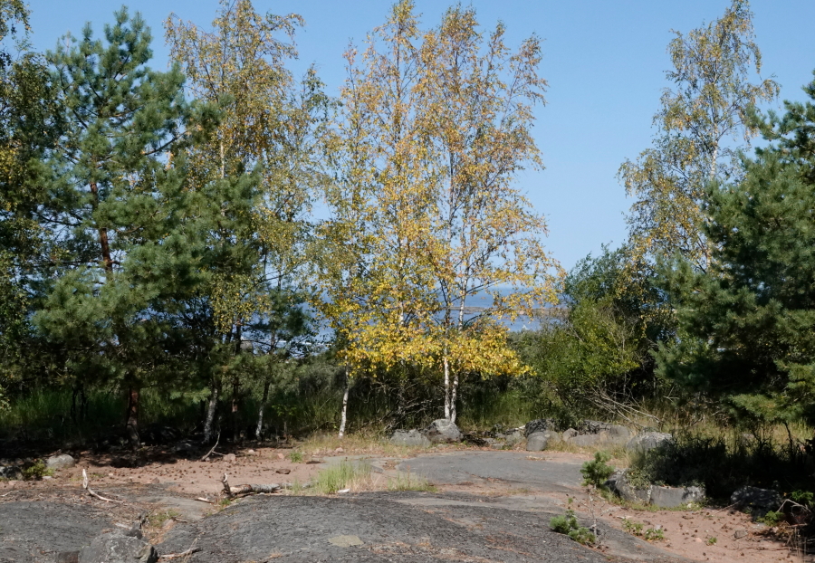Keltaiset koivut hein�kuussa