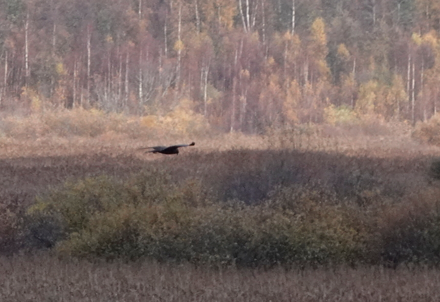 Tumma ruskosuohaukka